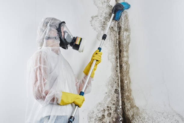 Best Mold Cleaning Services  in Lake Of The Woods, AZ