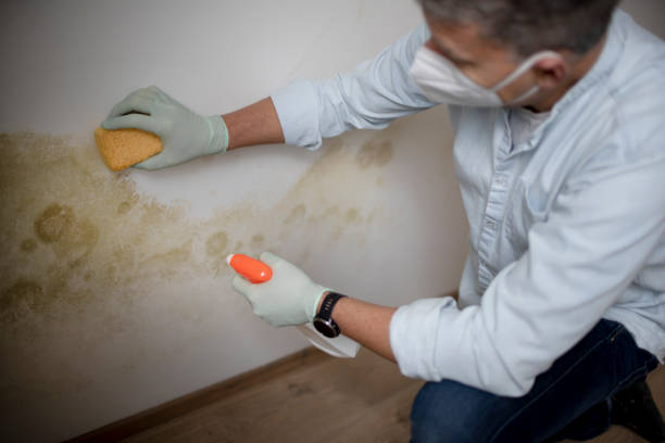 Best Residential Mold Removal  in Lake Of The Woods, AZ