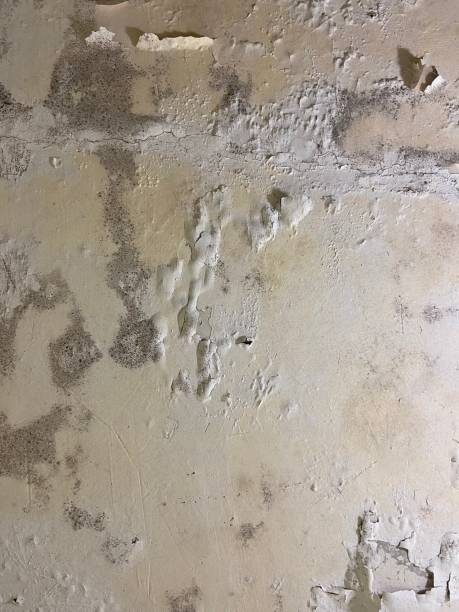 Best Mold Removal Near Me  in Lake Of The Woods, AZ