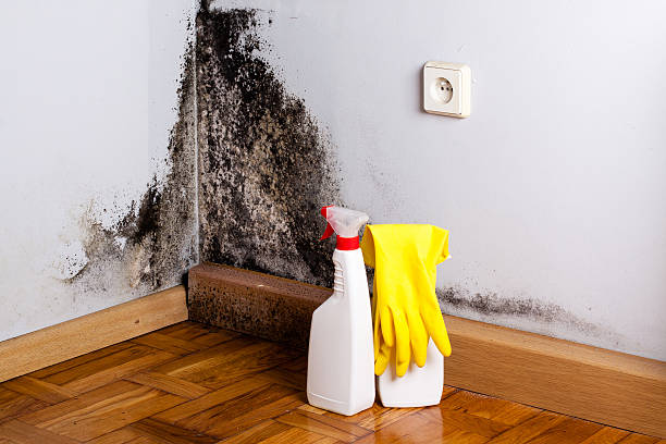 Best Crawl Space Mold Removal  in Lake Of The Woods, AZ